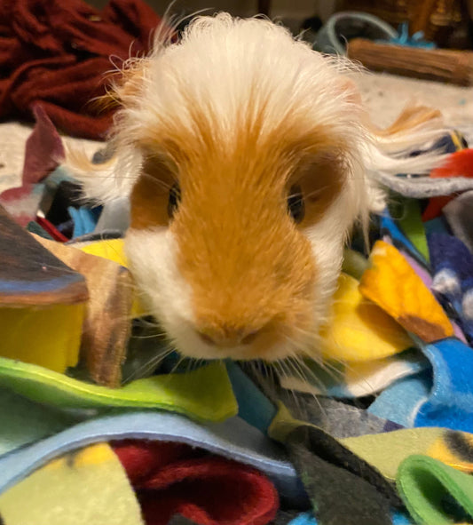 Guinea Pig cuddling on top of our "Burrowing Strips for small animals."